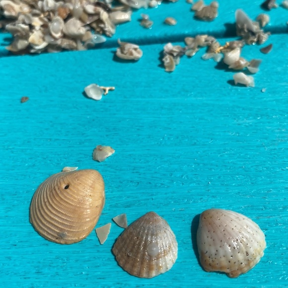 Meet your Posher, Beth - Picture 7 of 10